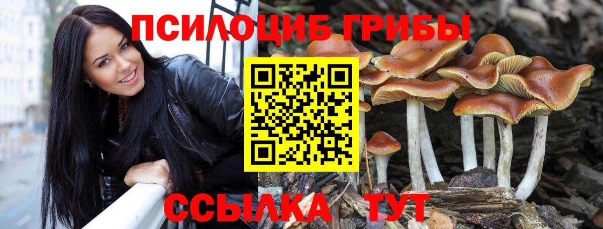 Сунжа  Галлюциногенные грибы Psilocybine cubensis  Галлюциногенные грибы Psilocybe  Вход с VPN 